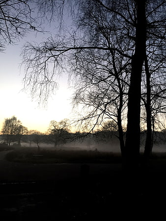 Silhouetted bare trees in misty morning landscape