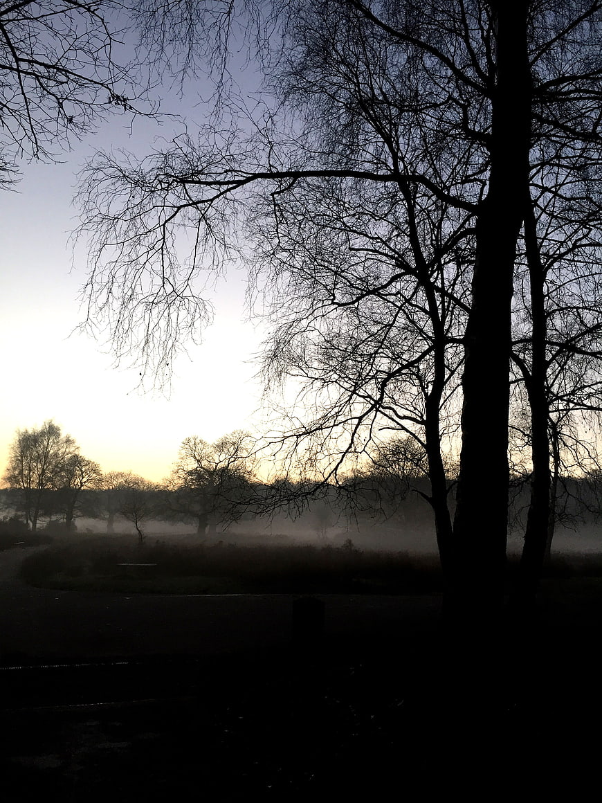 Silhouetted bare trees in misty morning landscape