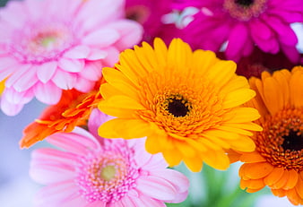 Vibrant Yellow and Pink Gerbera Daisies Close Up