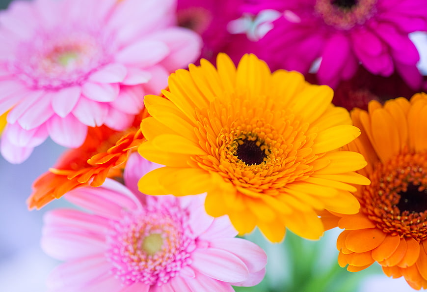 Vibrant Yellow and Pink Gerbera Daisies Close Up