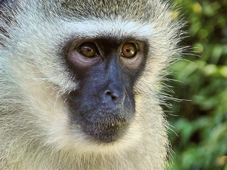 Close-up portrait of a Vervet monkey face
