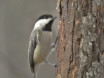 Black-capped Chickadee Perched on Tree Bark