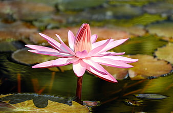Pink Water Lily Bloom on Pond with Lily Pads
