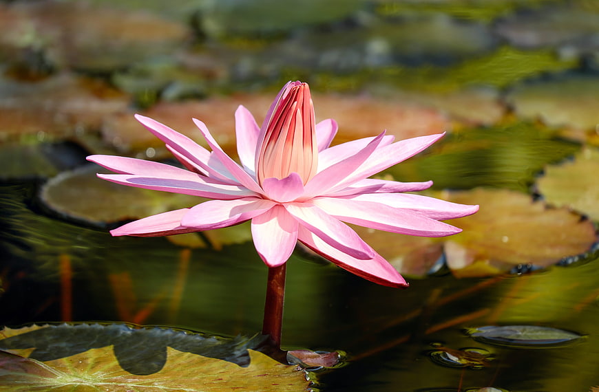 Pink Water Lily Bloom on Pond with Lily Pads