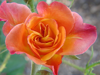 Close-up of vibrant orange and pink rose bloom