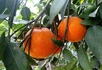 Fresh ripe oranges hanging on a citrus tree branch