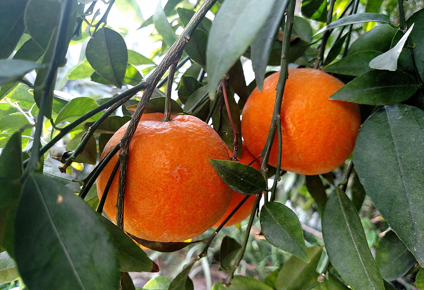 Fresh ripe oranges hanging on a citrus tree branch