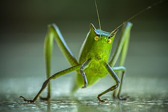 Macro close-up of a green katydid insect with yellow eyes