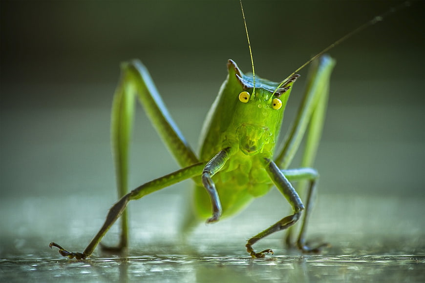 Macro close-up of a green katydid insect with yellow eyes