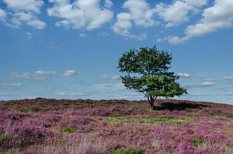 Lone tree in purple heather moorland landscape