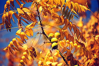 Autumn English Walnut Branch With Green Nuts And Golden Leaves