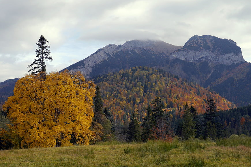 Golden autumn tree in meadow with mountain backdrop