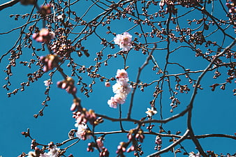 Pink cherry blossoms on branches against a clear blue sky
