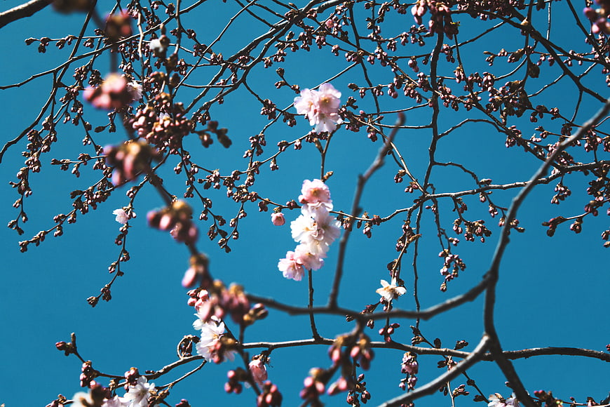 Pink cherry blossoms on branches against a clear blue sky