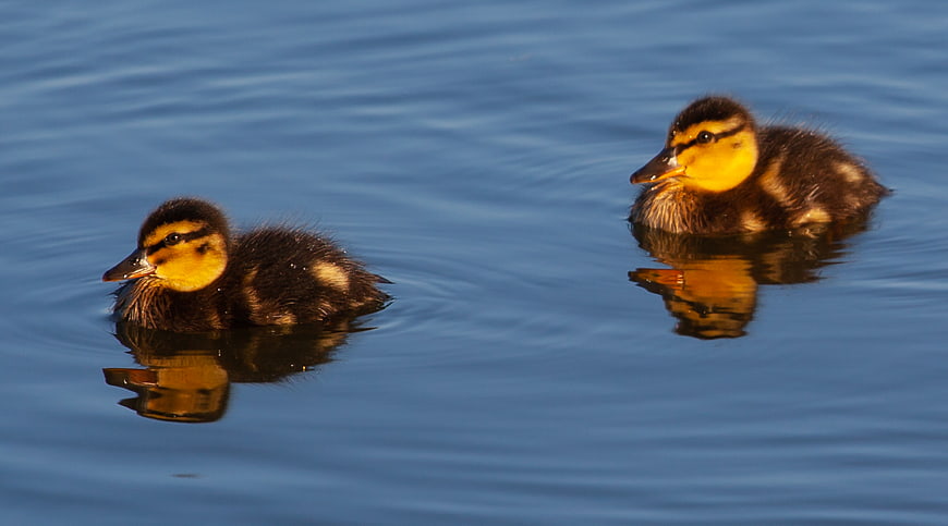 Two cute ducklings swimming in calm blue water
