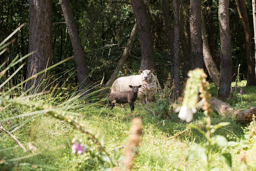 Mother sheep and black lamb grazing in sunlit forest