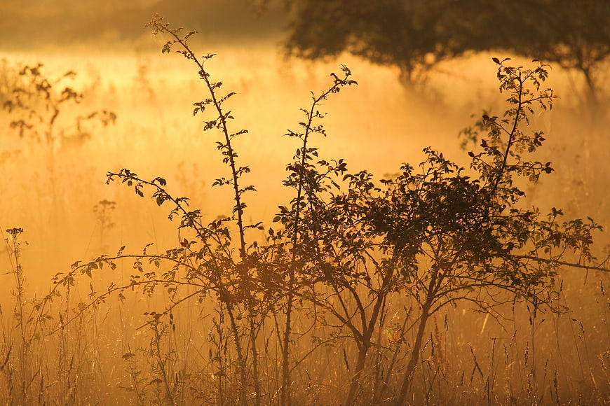 Golden foggy sunrise over rural bushes and tall grass
