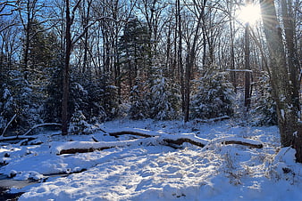 Sunlit Winter Forest with Snow-Covered Trees and Stream