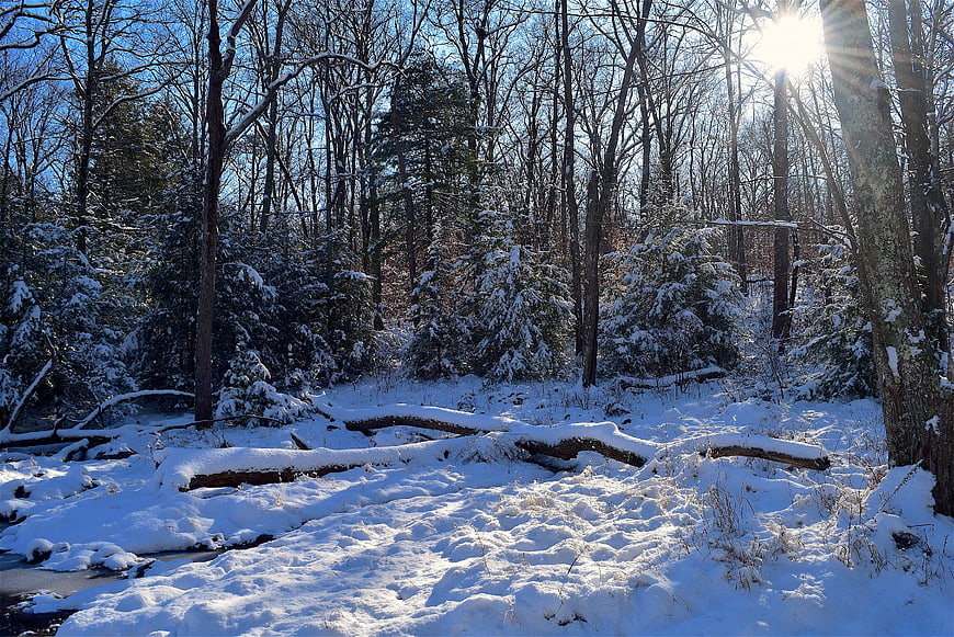Sunlit Winter Forest with Snow-Covered Trees and Stream