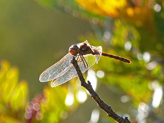 Close-up of a dragonfly perched on a branch with bokeh background