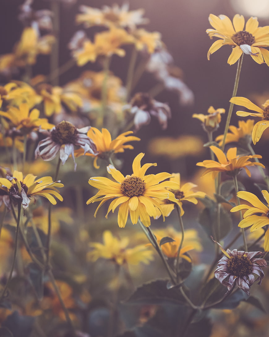 Yellow Black-Eyed Susans in a Summer Meadow