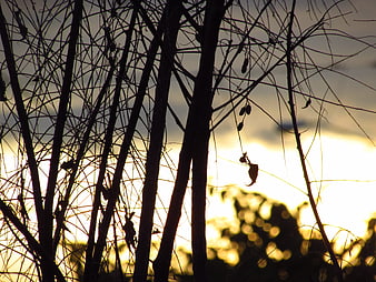 Silhouette of bare tree branches against golden sunset sky