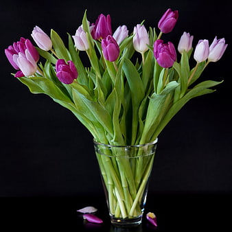 Vibrant Purple and Pink Tulips in Glass Vase on Black Background