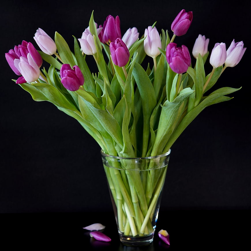 Vibrant Purple and Pink Tulips in Glass Vase on Black Background