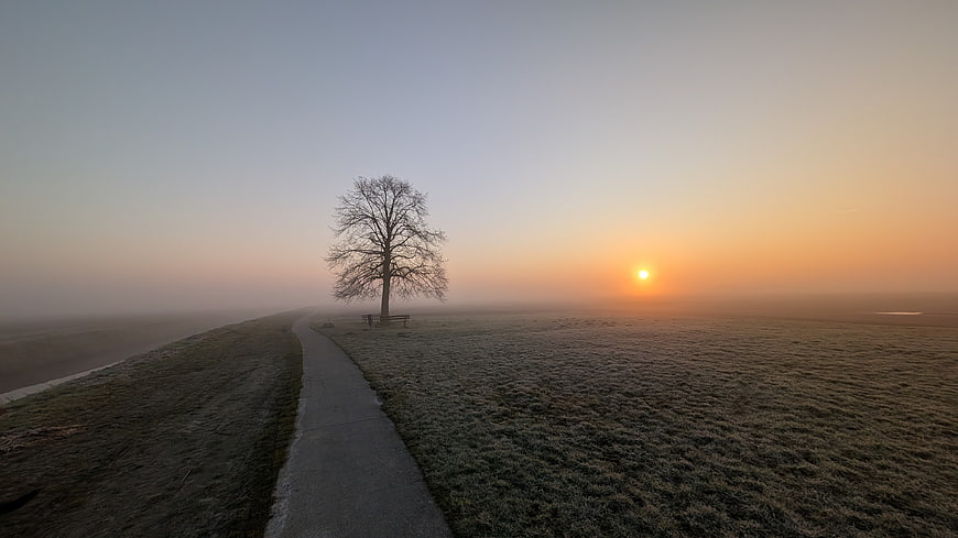 Foggy Sunrise Over Rural Path With Lone Tree