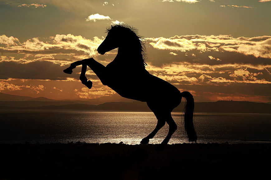 Silhouette of rearing horse against golden sunset sky