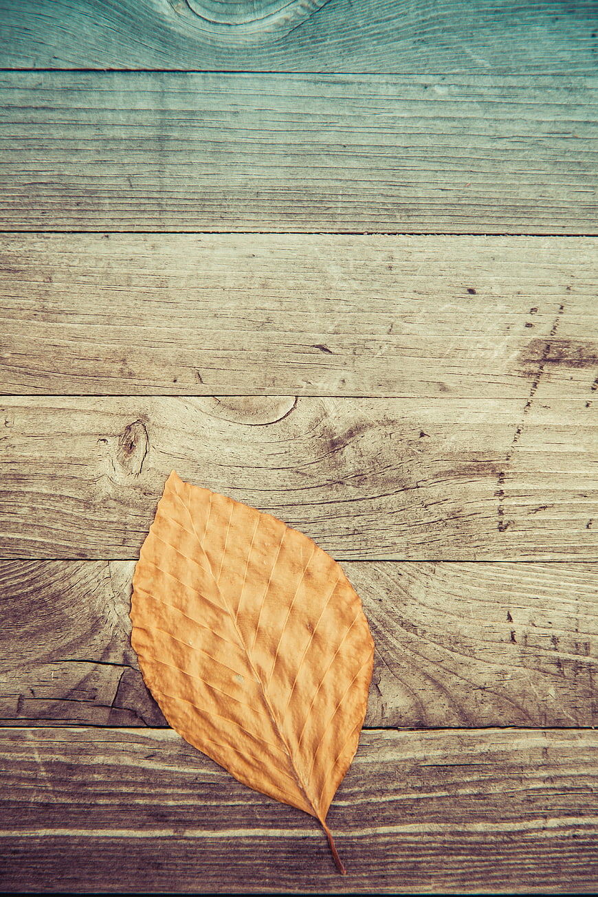 Dried autumn leaf on rustic wooden background