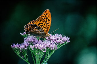 Orange Fritillary Butterfly on Purple Wildflower