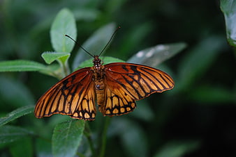 Orange and Black Butterfly on Green Leaf