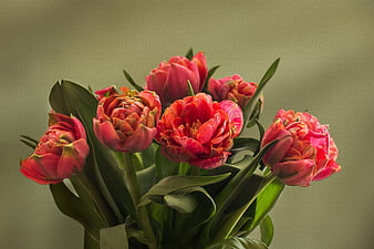 Vibrant Pink Tulip Bouquet with Green Leaves