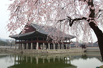 Gyeonghoeru Pavilion at Gyeongbokgung Palace with Cherry Blossoms
