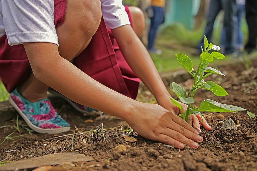 Child planting a green seedling in soil