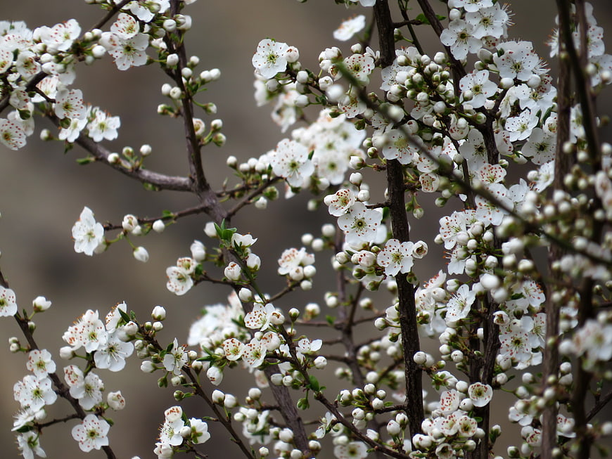 Close-up of white cherry blossoms on branches
