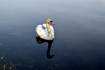 White Swan Swimming in Calm Dark Water
