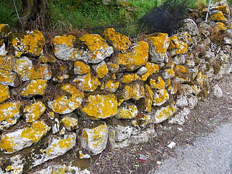 Old stone wall covered in yellow lichen by a path