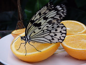 Black and white butterfly on sliced orange fruit