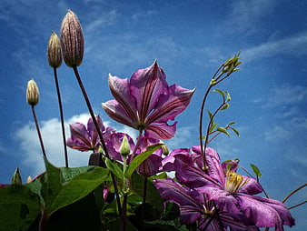 Purple Clematis Flowers Against Blue Sky