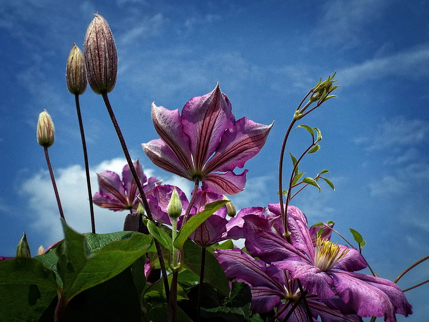 Purple Clematis Flowers Against Blue Sky