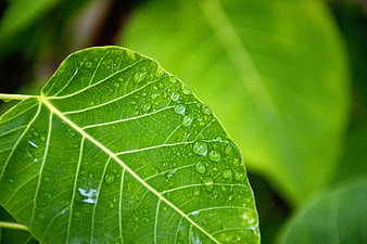 Close-up of Green Leaf with Water Droplets