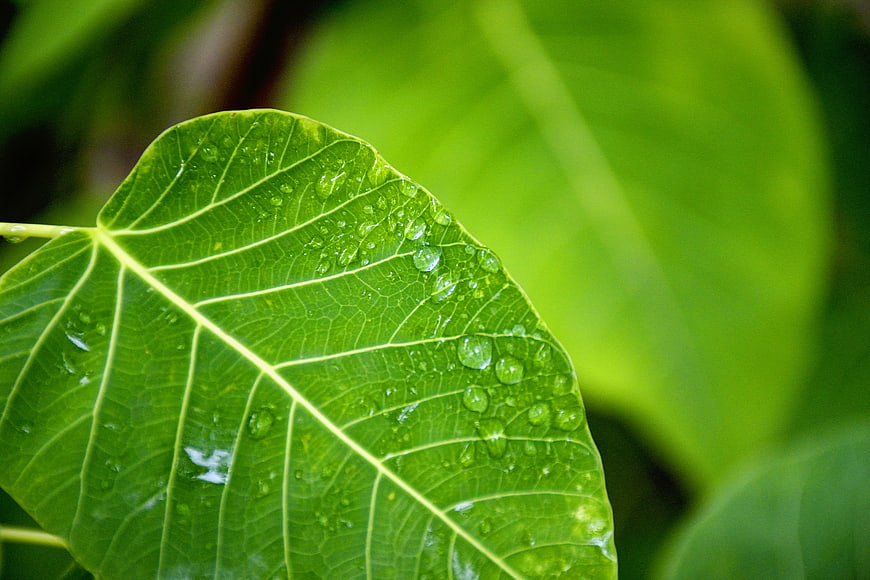Close-up of Green Leaf with Water Droplets