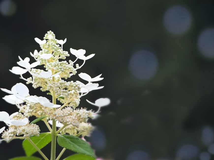 Close-up of White Hydrangea Bloom with Bokeh Background