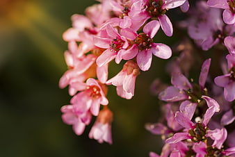 Close-up of delicate pink flowers with soft bokeh background