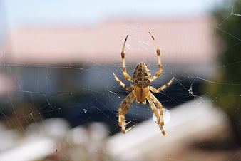 Close-up of a Garden Spider on its Web