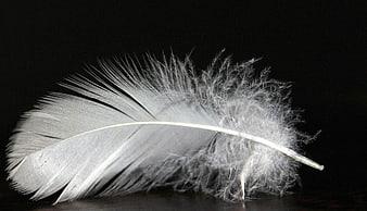 White Bird Feather Macro Photography on Black Background