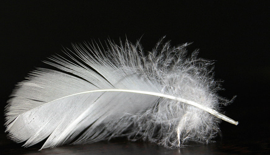 White Bird Feather Macro Photography on Black Background