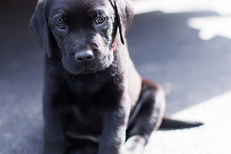 Cute Black Labrador Puppy Sitting Outdoors